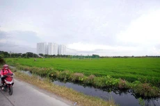 Ban hành chưa được 1 tháng, bảng giá đất nông nghiệp ở TPHCM đã lạc hậu.