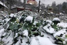 Dự báo thời tiết 2/1, vùng núi cao có khả năng xuất hiện băng giá và sương muối. Ảnh minh họa