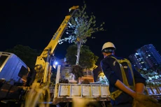 Trắng đêm đốn chuyển cây phong trên đường Trần Duy Hưng