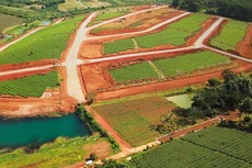 Nhiều đồi chè ở Bảo Lộc bị phân lô