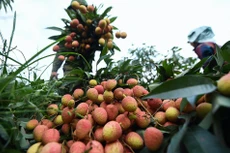 Bản tin thời sự sáng 15/5