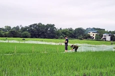 Bộ TN-MT yêu cầu Thái Nguyên báo cáo việc đất chưa "sạch" đã bán đấu giá