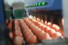 Ngân hàng rao bán nhà máy sản xuất trứng gà sạch