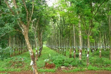 Ảnh chỉ mang tính minh họa. Nguồn Internet