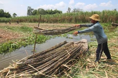 Thu hoạch mía ở Hậu Giang