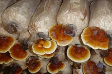 Ảnh chỉ mang tính minh họa. Nguồn Internet