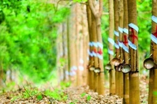 Ảnh chỉ mang tính minh họa. Nguồn Internet