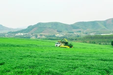 Câu chuyện thật về những đồng cỏ Mombasa lớn nhất thế giới