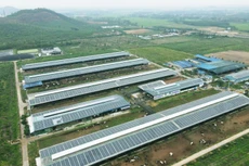 12 trang trại bò sữa 4.0 của Vinamilk đang được triển khai dùng năng lượng mặt trời