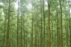 Ngày 29/1/2026, đấu giá 328,38408 ha rừng keo lai hợp tác trồng năm 2020 của Công ty TNHH MTV Lâm Nghiệp Bà Rịa Vũng Tàu