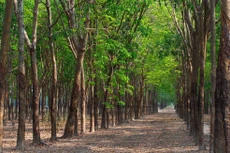 Ngày 9/12/2025, đấu giá Vườn cây cao su thanh lý của Công ty TNHH MTV Cao su Ea H’Leo