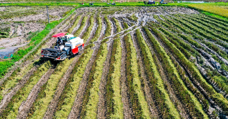 Một cánh đồng lúa ở huyện Thanh Oai, Hà Nội