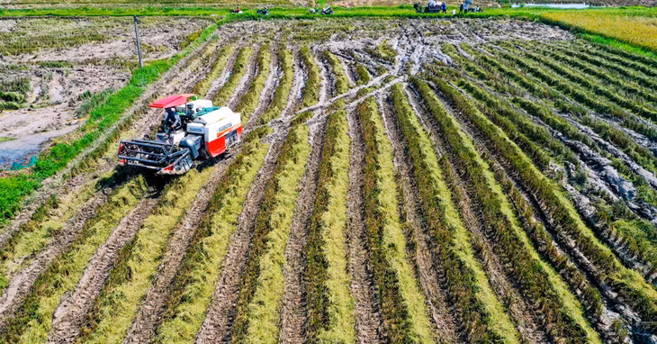 Một cánh đồng lúa ở huyện Thanh Oai, Hà Nội