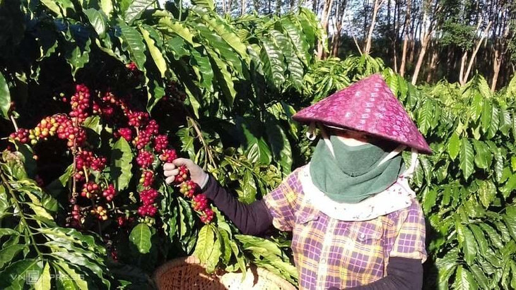 Một nông dân ở Kon Tum đang thu hoạch cà phê Một nông dân ở Kon Tum đang thu hoạch cà phê