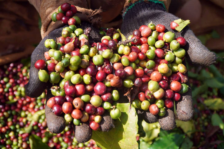Thu hoạch cà phê tại Gia Lai. Thu hoạch cà phê tại Gia Lai.