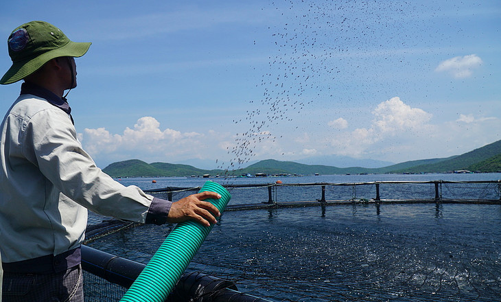 Nuôi cá chim vây vàng bằng lồng HPDE, theo công nghệ Nauy trên vịnh Vân Phong, Khánh Hòa