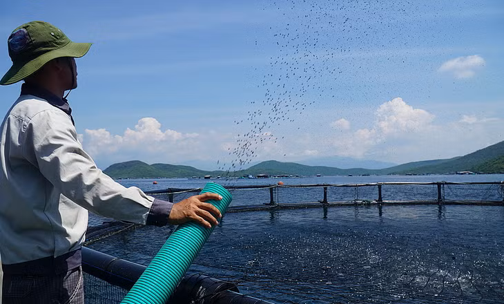 Nuôi cá chim vây vàng bằng lồng HPDE, theo công nghệ Nauy trên vịnh Vân Phong, Khánh Hòa Nuôi cá chim vây vàng bằng lồng HPDE, theo công nghệ Nauy trên vịnh Vân Phong, Khánh Hòa