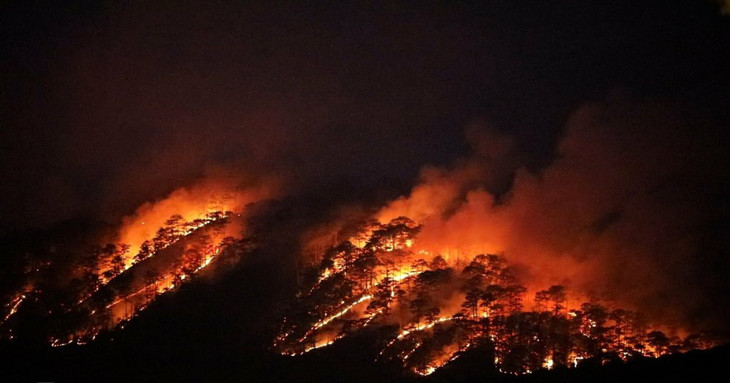 Đám cháy bao trùm khu vực rừng thông rộng lớn