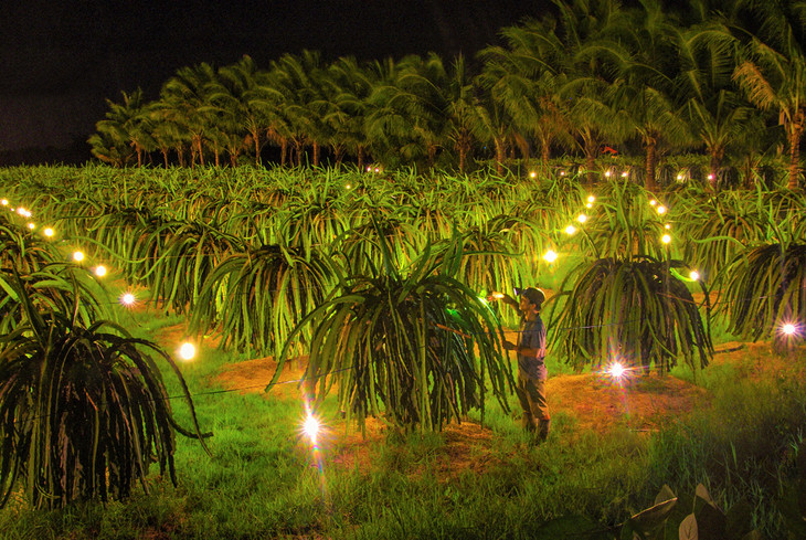 Chú trọng cấp điện tại các khu vực có phụ tải thường xuyên tăng cao trong mùa khô.