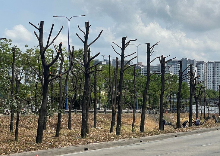 Hàng cây xanh trên đường Mai Chí Thọ, TP Thủ Đức bị cắt nhánh để di dời