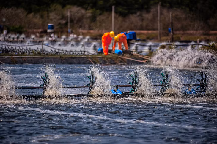 Tăng cường cấp điện phục vụ tưới tiêu chống hạn mặn tại một số tỉnh ĐBSCL.