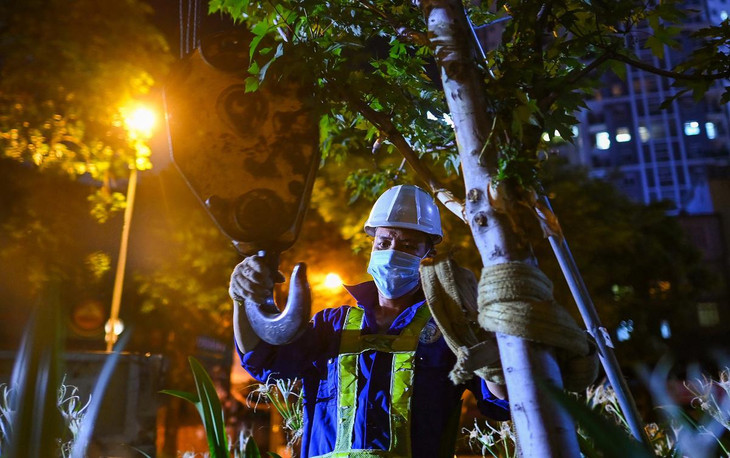 Dây dù mềm bản to được kết hợp với xe cẩu để nâng cây lên khỏi mặt đất.