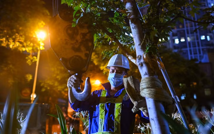 Dây dù mềm bản to được kết hợp với xe cẩu để nâng cây lên khỏi mặt đất.