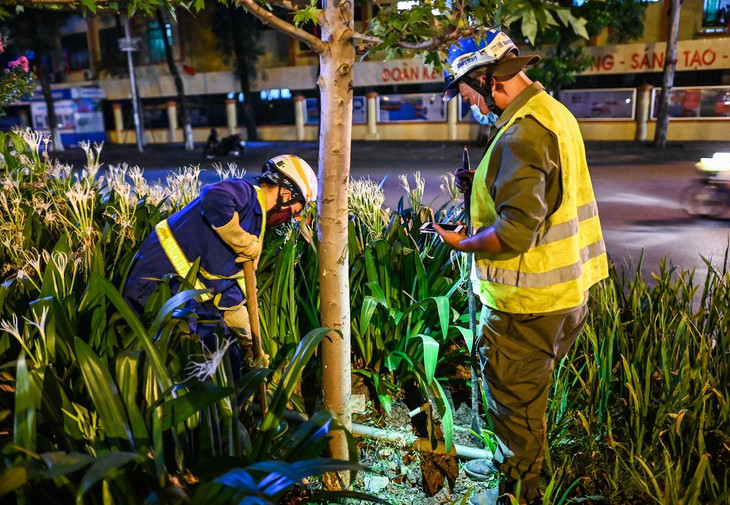 Công nhân đào đất thành hình tròn xung quanh gốc cây với độ sâu khoảng 0,3 m và rộng khoảng 0,6 m.