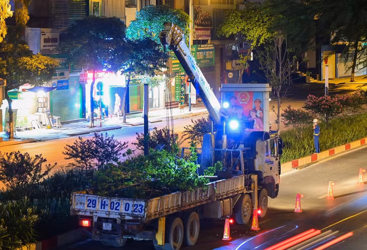 Trung bình mỗi thân cây có đường kính khoảng 0,2 - 0,25 m và cao khoảng 5 m. Mỗi chuyến xe tải chở từ 15 - 20 cây tuỳ đường kính gốc.