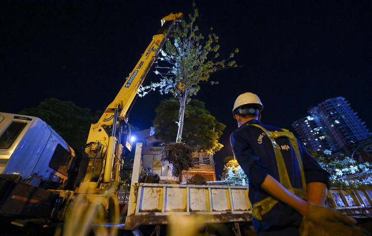 Đêm 19/6, hàng chục công nhân Công ty Công viên cây xanh Hà Nội tập trung trên tuyến đường Trần Duy Hưng (quận Cầu Giấy, Hà Nội) để đánh chuyển hàng cây phong về vườn ươm.