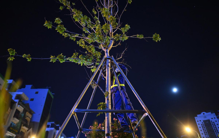 Theo ông Nguyễn Đức Mạnh (Phó Tổng giám đốc Công ty Công viên cây xanh Hà Nội), việc di chuyển này để tránh thời tiết nắng nóng gay gắt của Hà Nội trong những ngày này. Những cây phong sẽ được di chuyển về Vườn ươm Yên Sở (quận Hoàng Mai) để chăm sóc.