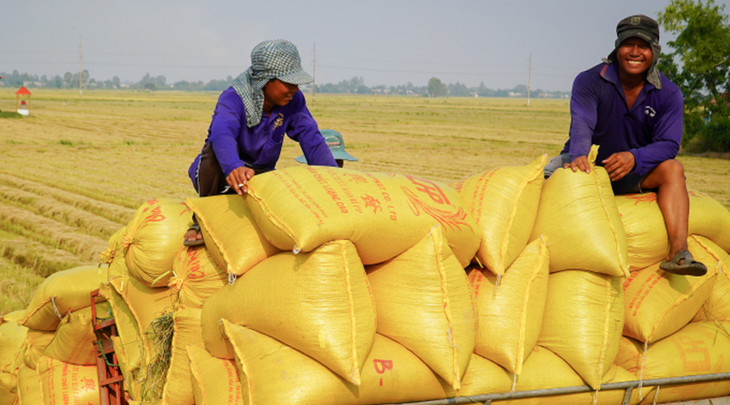 Nông dân Cần Thơ thu hoạch lúa Nông dân Cần Thơ thu hoạch lúa
