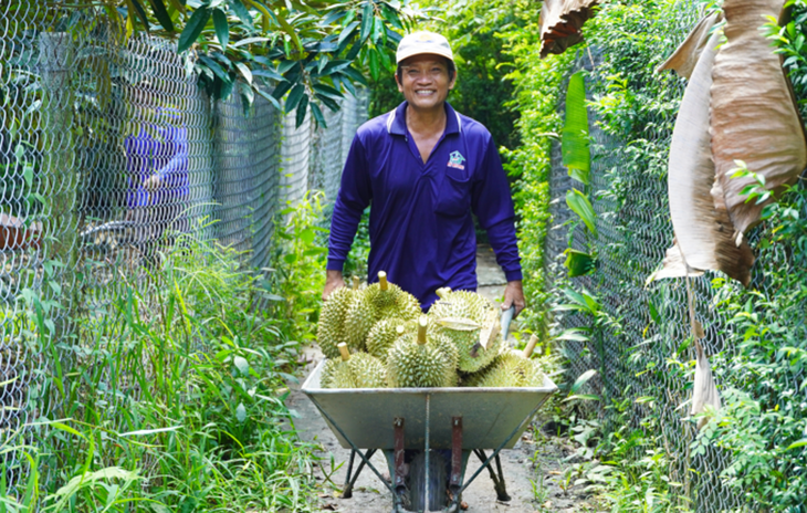 Sầu riêng cho thu hoạch tại Cai Lậy (Tiền Giang). Sầu riêng cho thu hoạch tại Cai Lậy (Tiền Giang).