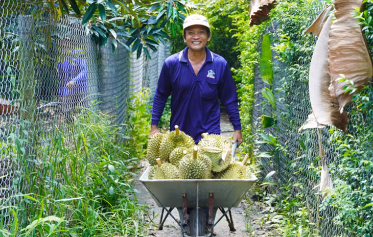 Sầu riêng cho thu hoạch tại Cai Lậy (Tiền Giang).