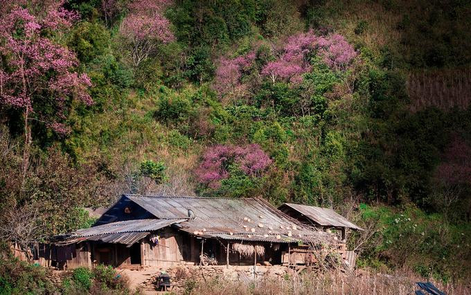 Đào rừng khoe sắc bên căn nhà gỗ của người Mông tại bản Trống Tông, xã La Pán Tẩn, huyện Mù Cang Chải, tỉnh Yên Bái