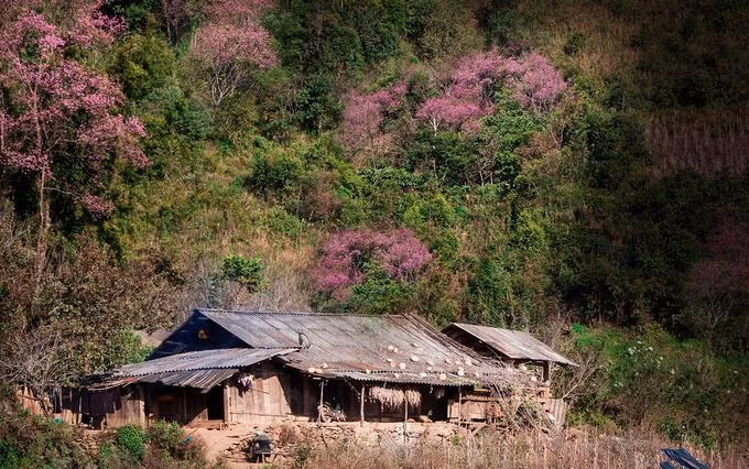Đào rừng khoe sắc bên căn nhà gỗ của người Mông tại bản Trống Tông, xã La Pán Tẩn, huyện Mù Cang Chải, tỉnh Yên Bái