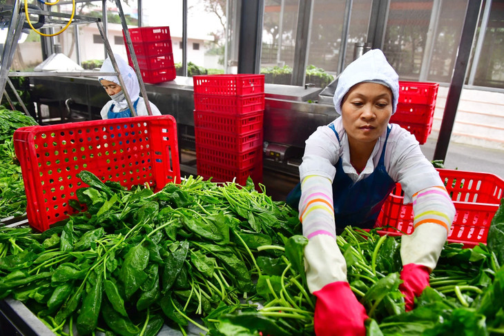 Xuất khẩu rau quả Việt Nam đạt hơn 6,6 tỷ USD trong 11 tháng qua Xuất khẩu rau quả Việt Nam đạt hơn 6,6 tỷ USD trong 11 tháng qua