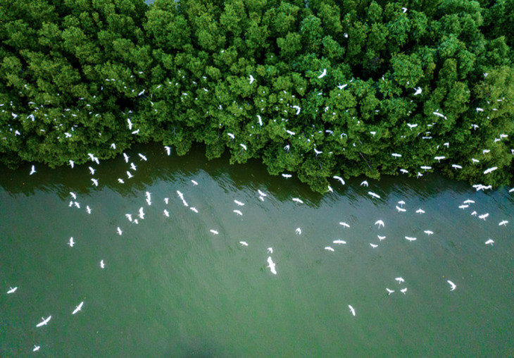 Cồn Chim tại hệ sinh thái rừng ngập mặn ở đầm Thị Nại (Bình Định)