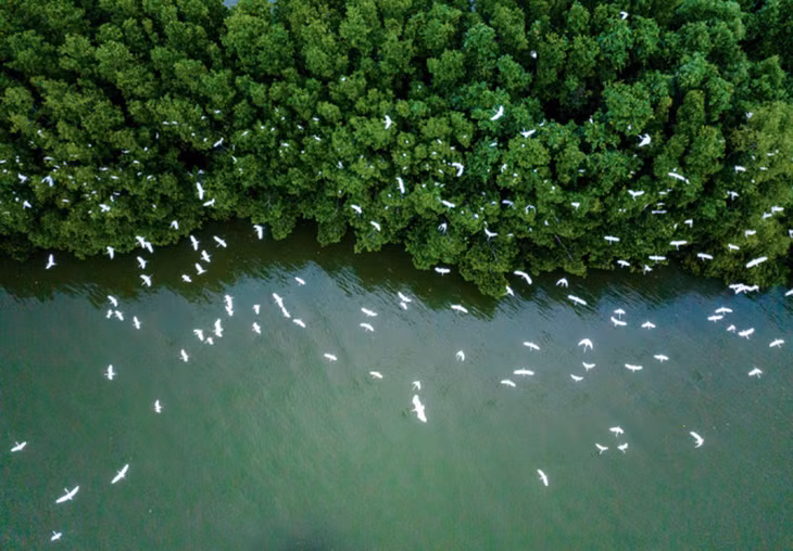 Cồn Chim tại hệ sinh thái rừng ngập mặn ở đầm Thị Nại (Bình Định)