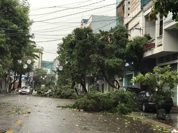 Cây xanh bị ngã đổ trên các tuyến phố tại thành phố Quy Nhơn. Ảnh: TTXVN