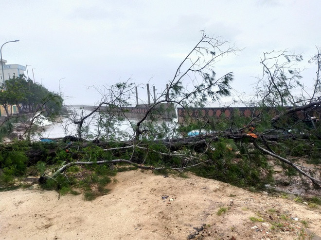 Cây xanh trên đảo ngã la liệt.