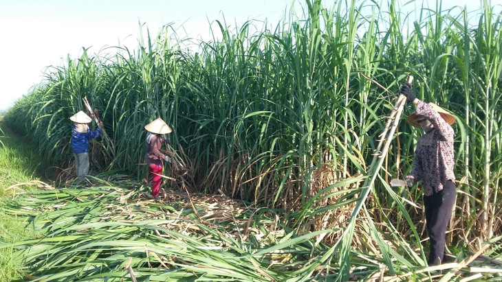 Giống mía sạch bệnh ba cấp với các đặc tính vượt trội do NASU nghiên cứu và phát triển đã và đang phát huy thế mạnh trên đồng đất Phủ Quỳ