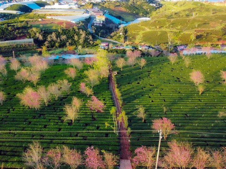 Mai anh đào nở rộ ở Đà Lạt Mai anh đào nở rộ ở Đà Lạt