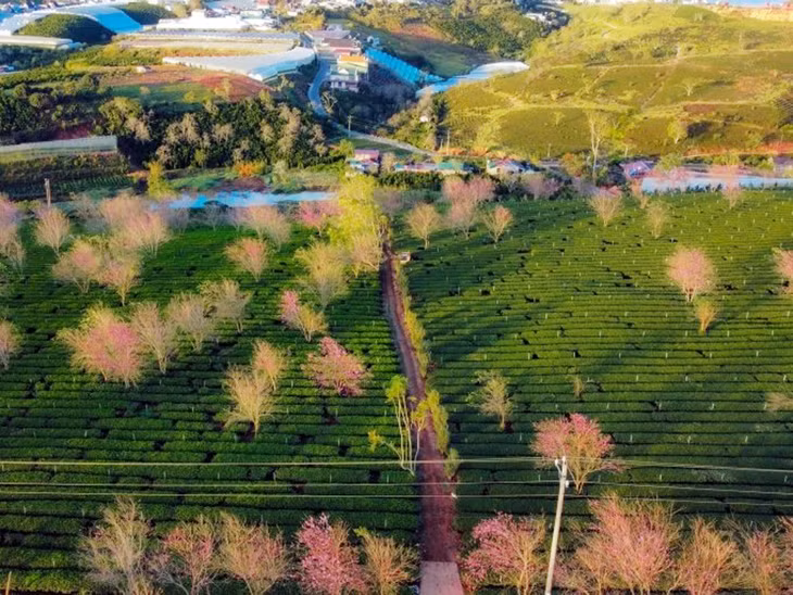 Mai anh đào nở rộ ở Đà Lạt