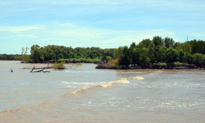 Rừng phòng hộ tại xã Nguyễn Việt Khái, huyện Phú Tân mất dần do sóng biển tàn phá Rừng phòng hộ tại xã Nguyễn Việt Khái, huyện Phú Tân mất dần do sóng biển tàn phá
