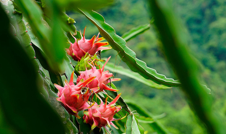 Cát Tường từng là một doanh nghiệp lớn trong lĩnh vực trồng và xuất khẩu thanh long Cát Tường từng là một doanh nghiệp lớn trong lĩnh vực trồng và xuất khẩu thanh long