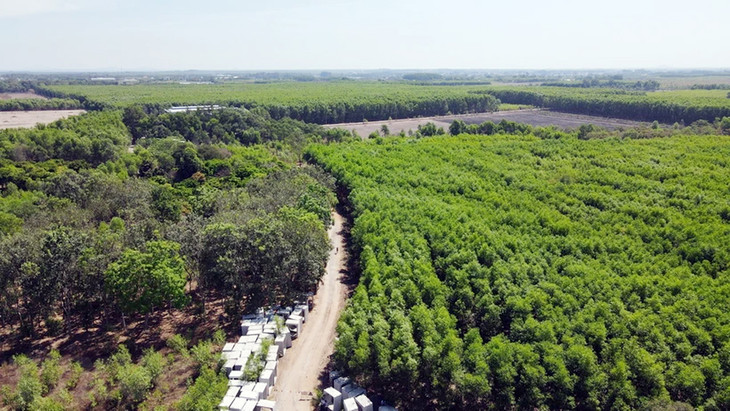 32 ha rừng sản xuất được chuyển mục đích sử dụng để xây dựng Khu tái định cư Long Phước