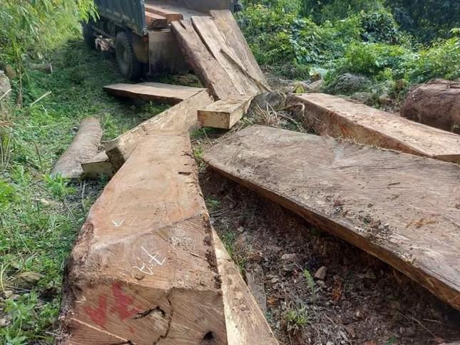 Những cây gỗ bị đốn hạ ở xã Nậm Cắn, huyện Kỳ Sơn, Nghệ An.