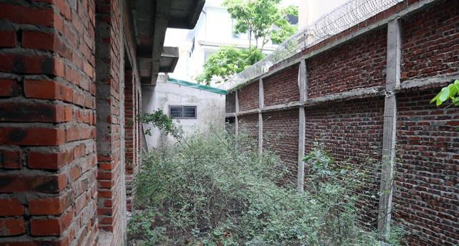 Cỏ cây mọc um tùm phía sau căn liền kề