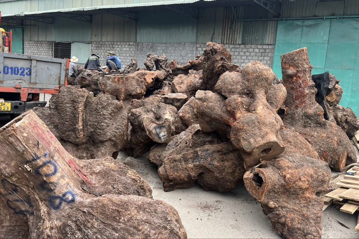 Số gỗ xá xị được xác định nhập khẩu trái phép Số gỗ xá xị được xác định nhập khẩu trái phép